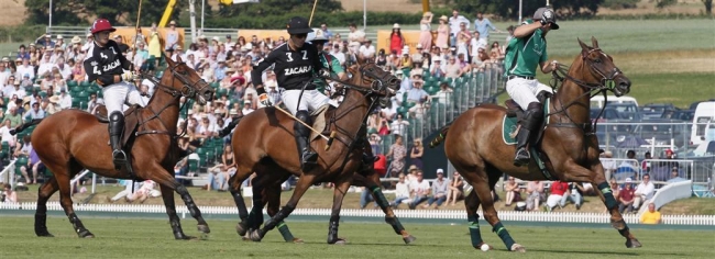 Investigation into new polo pony feed announced