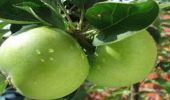 Green Apples Secret Weapon for Polo Ponies